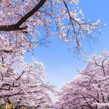 Hotel Owl Tokyo Nippori Dış mekan fotoğraf