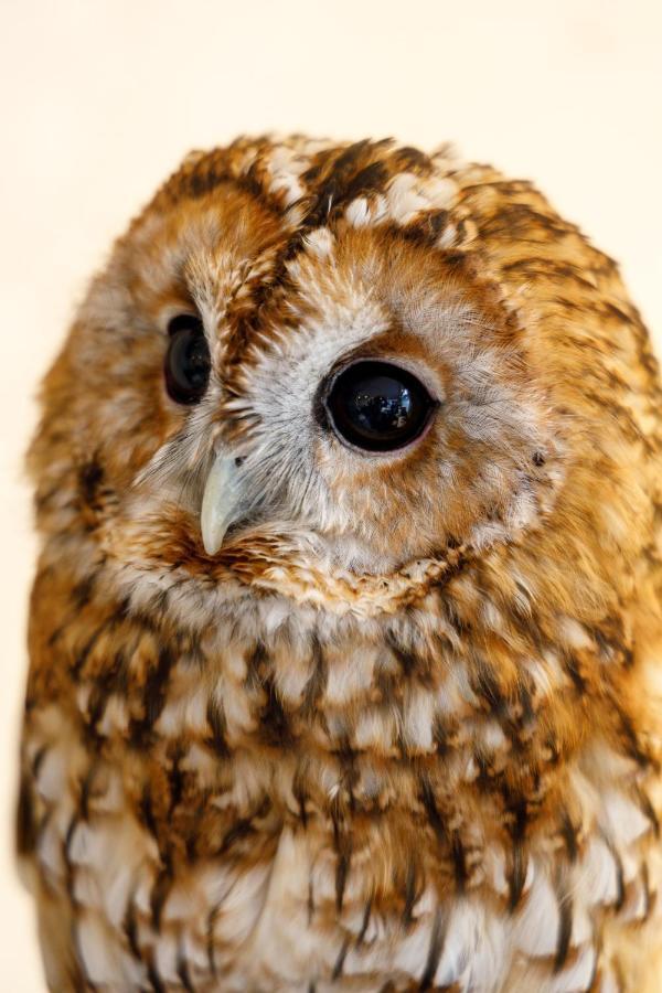 Hotel Owl Tokyo Nippori Dış mekan fotoğraf